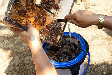 Keroya  Indonesien  Honigtoepfe der stachellosen Bienenart Austroplebeia australis werden in ein Sieb gegeben