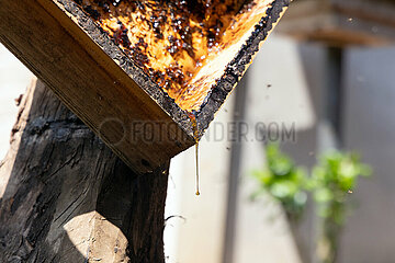 Keroya  Indonesien  Honig fliesst aus dem Honigraum einer Bienenkiste