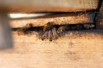 Keroya  Indonesien  Asiatische Honigbienen am Eingang ihres Bienenstocks