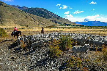 Gauchos mit Schafherde vor Andenpanorama  El Calafate  Patagonien  Argentinien