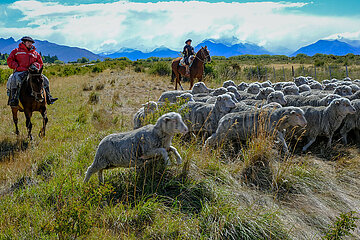 Gaucha und Gaucho mit Schafherde vor Andenpanorama  El Calafate  Patagonien  Argentinien
