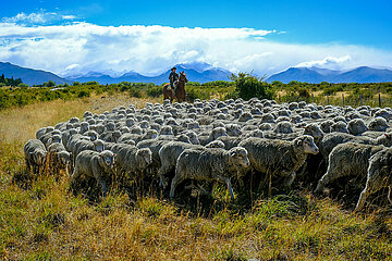 Gaucha mit Schafherde vor Andenpanorama  El Calafate  Patagonien  Argentinien