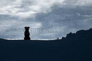 Krippenbrunn  Oesterreich  Silhouette: Hund sitzt allein auf einem Huegel