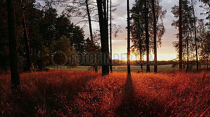 Lanken  Polen  Waldlichtung im Abendlicht