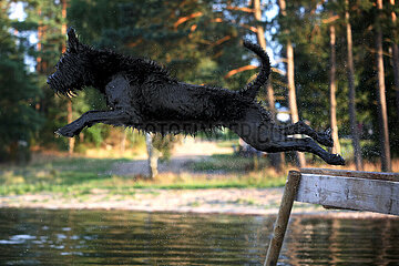 Lanken  Polen  nasser Hund springt von einem Steg ins Wasser