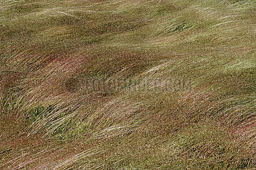 Lanken  Polen  Graeser auf einem Feld bewegen sich im Wind