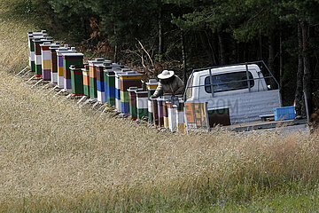 Lanken  Polen  Imker schaut nach seinen Bienenvoelkern am Waldesrand