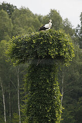 Lanken  Polen  Storch sitzt auf seinem Horst