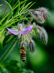 LÜBECKER ÜBERGANGSWEISE: Bienen auf der Übergnagswiese