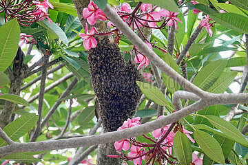 Keroya  Indonesien  Bienenschwarm haengt als Traube an einem Baumstamm