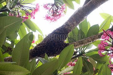 Keroya  Indonesien  Bienenschwarm haengt als Traube an einem Baumstamm