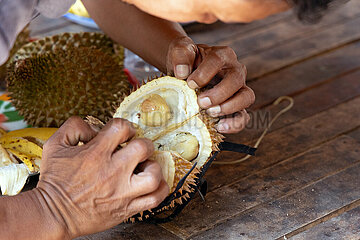 Keroya  Indonesien  Durian-Fruecht wird geoeffnet