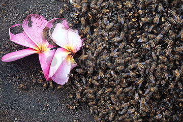 Keroya  Indonesien  Bienenschwarm sitzt am Boden neben einer Bluete