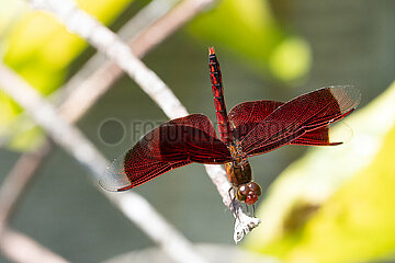 Senggigi  Indonesien  Red Grasshawk Libelle auf einem Zweig