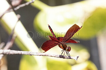 Senggigi  Indonesien  Red Grasshawk Libelle auf einem Zweig