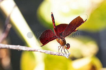 Senggigi  Indonesien  Red Grasshawk Libelle auf einem Zweig