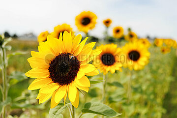 Blühende Sonnenblumen kündigen Sommerhitze an
