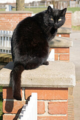 Gestuet Auenquelle  schwarze Katze schaut zum Betrachter