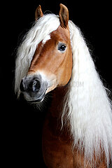 Tweng  Haflinger im Portrait