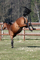 Gestuet Bruemmerhof  Pferd schlaegt im Galopp auf der Koppel nach hinten aus