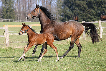 Gestuet Auenquelle  Linaria mit Fohlen von Torquator Tasso im Galopp auf der Weide