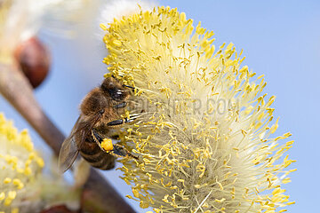 Berlin  Deutschland  Honigbiene sammelt Pollen auf einem bluehenden Weidenkaetzchen der Salweide