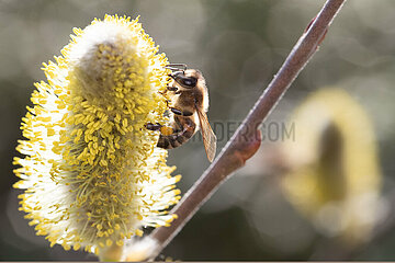 Berlin  Deutschland  Honigbiene sammelt Nektar aus einem bluehenden Weidenkaetzchen der Salweide