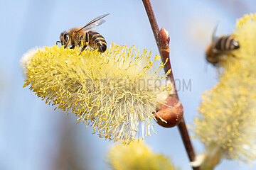 Berlin  Deutschland  Honigbiene sammelt Nektar aus einem bluehenden Weidenkaetzchen der Salweide