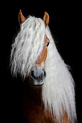 Tweng  Haflinger im Portrait