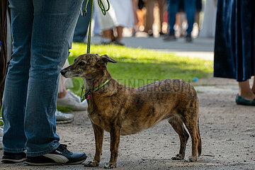 Deutschland  Hamburg - Hund (Promenadenmischung mit Anteil Windhut und Dackel) und Herrchen bei einer Veranstaltung