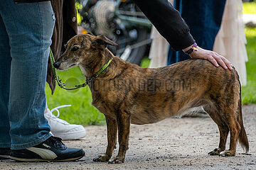 Deutschland  Hamburg - Hund (Promenadenmischung mit Anteil Windhut und Dackel) und Herrchen bei einer Veranstaltung