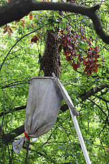 Berlin  Deutschland  Bienenschwarm wird mit einem Schwarmfangbeutel eingefangen