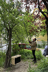 Berlin  Deutschland  Imker faengt einen in einem Baum haengenden Bienenschwarm ein