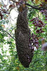 Berlin  Deutschland  Bienenschwarm haengt als Traube in einem Baum