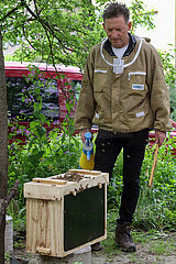 Berlin  Deutschland  Imker schaut zufrieden auf seine Schwarmfangkiste mit soeben eingefangenen Bienen