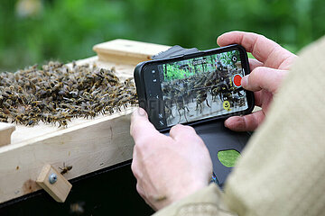 Berlin  Deutschland  sterzelnde Bienen auf einer Schwarmfangkiste werden mit einem Smartphone gefilmt