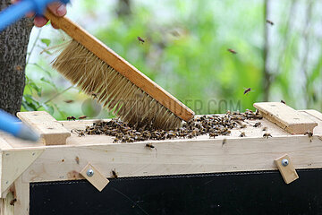 Berlin  Deutschland  Bienen werden in eine Schwarmfangkiste gefegt