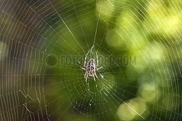 Nahaufnahme einer Gartenkreuzspinne