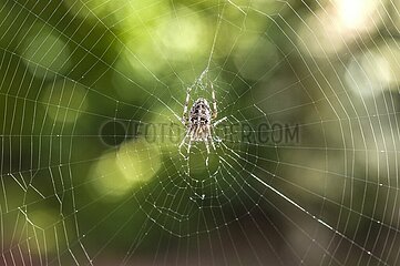 Nahaufnahme einer Gartenkreuzspinne