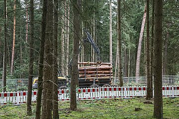 Rodungsarbeiten an der Tesla Gigafactory