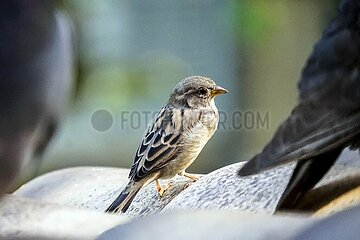 Ein Spatz auf dem Dach