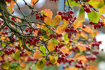 Hahnensporn-Weissdorn / Hahnendorn - Beeren