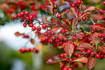 Hahnensporn-Weissdorn / Hahnendorn - Beeren