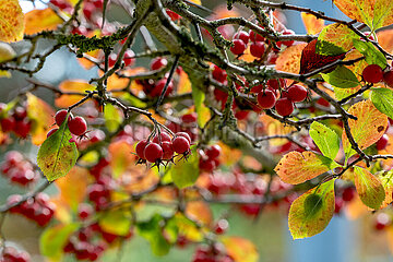 Hahnensporn-Weissdorn / Hahnendorn - Beeren