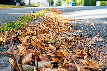 Herbstlaub in Schleswig