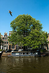 Niederlande  Amsterdam - Hausboot im Grachtenguertel