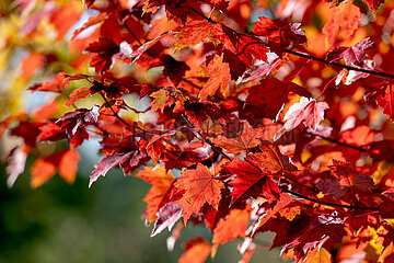 Herbstimpression in Schleswig