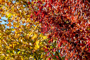 Herbstimpression in Schleswig