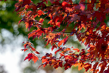 Herbstimpression in Schleswig