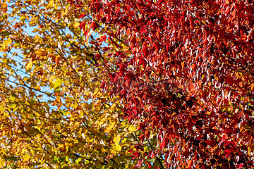 Herbstimpression in Schleswig